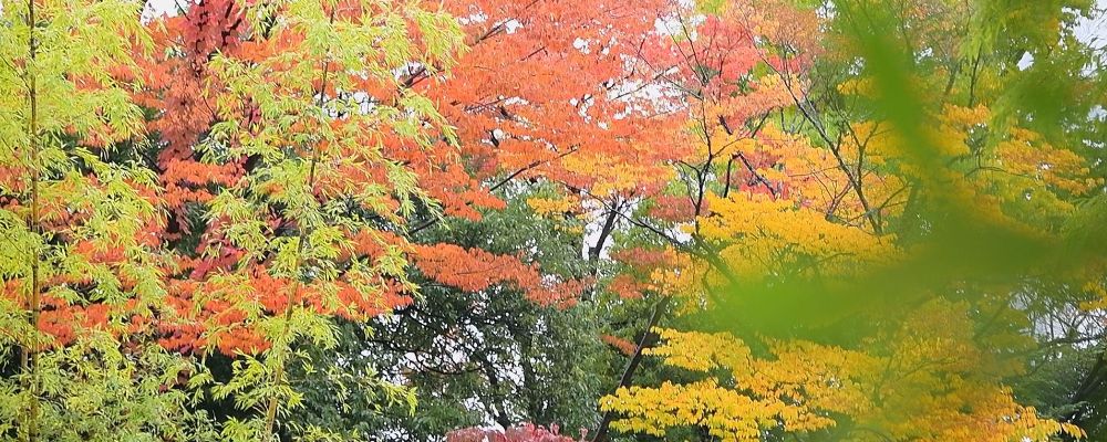 結婚式撮影 特定商取引法に基づく表記